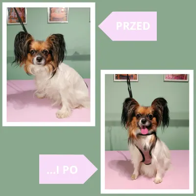 Psi Fryzjer na Fredry